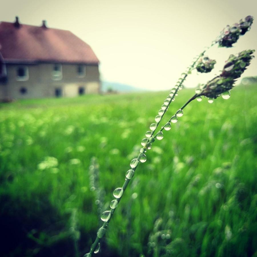 Urtica *